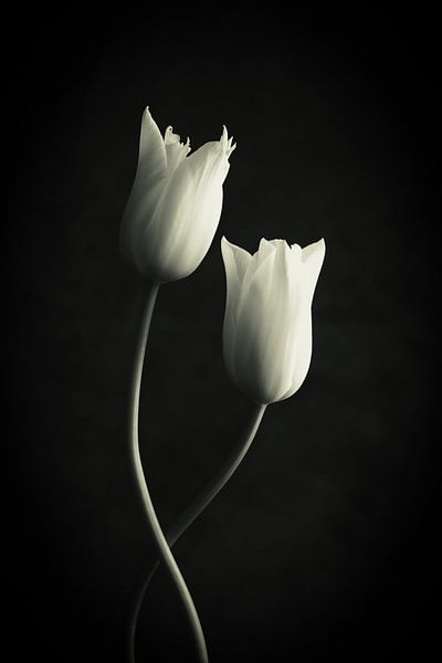 Tanzende weiße Tulpen von Clazien Boot