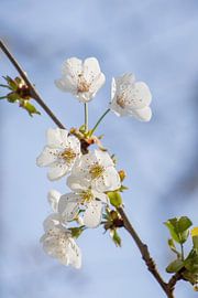Blüte Licht von Quirina Kamoen