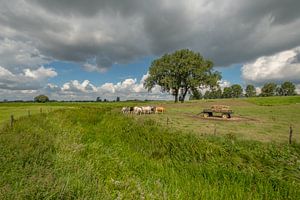Niederländische Kühe beim Erntehelfer im Betuwe-Polder