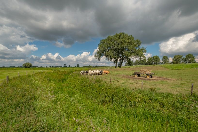 Dutch cows at harvestman in the Betuwe polder by Moetwil en van Dijk - Fotografie