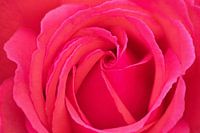 Une rose charmante comme symbole de l'amour qui attire les regards sur votre mur