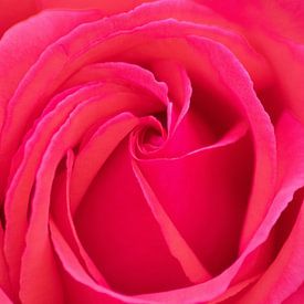 Charmante roos als symbool van liefde als blikvanger op je muur van Christian Feldhaar