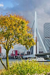 Herbst an der Erasmusbrücke