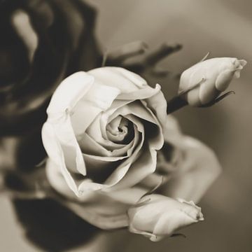 Rosenblüte mit zwei Blütenknospen im Garten schwarz-weiß romantisch von Carmen Varo