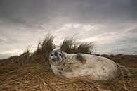 Grijze Zeehond op het strand van Stijn Smits thumbnail