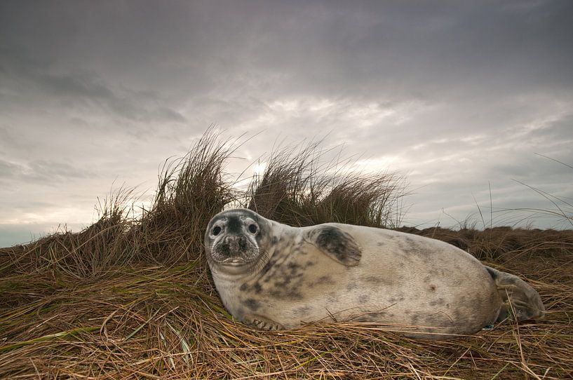 Grijze Zeehond op het strand van Stijn Smits