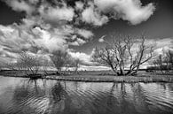 View of the Biesbosch by Jo Beerens thumbnail