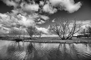 View of the Biesbosch by Jo Beerens