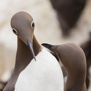 Oiseaux | Yeux spéciaux - guillemot à lunettes pendant la parade nuptiale - îles Farne sur Servan Ott