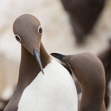 Vogels | Bijzondere ogen - gebrilde zeekoet tijdens de balts - Farne eilanden