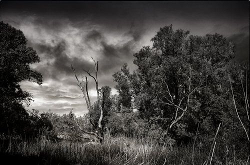 Please help me getting leaves