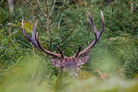 Close-up Red stag by Gert-Jan Nijskens