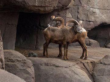 Dikhoornschaap : Koninklijke Burgers' Zoo van Loek Lobel