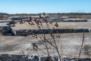 Leven tussen betonschotsen sur Inge Heeringa