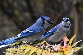 Blue jays in autumn by Claude Laprise