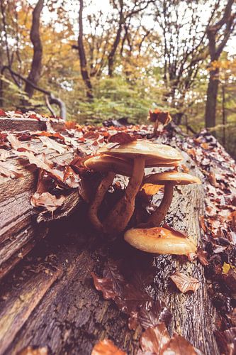 Paddestoelen op een boomstam