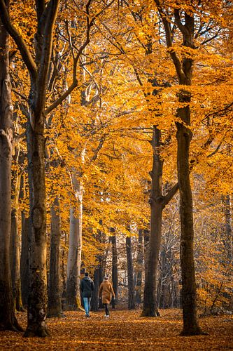 Boswandeling in de herfst