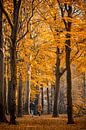 Boswandeling in de herfst van Fotografie Jeronimo thumbnail