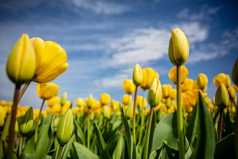 Gelbe Tulpe von Eric van Nieuwland