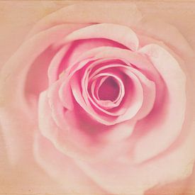 The Rose Antique von anouk drenth