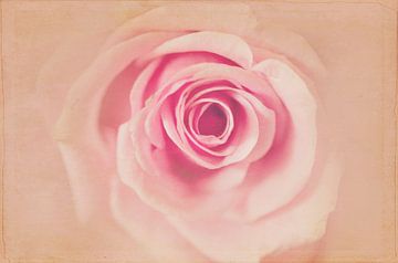 The Rose Antique van anouk drenth