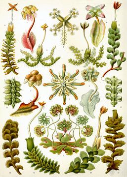Botanische prent van Ernst Haeckel van Studio POPPY