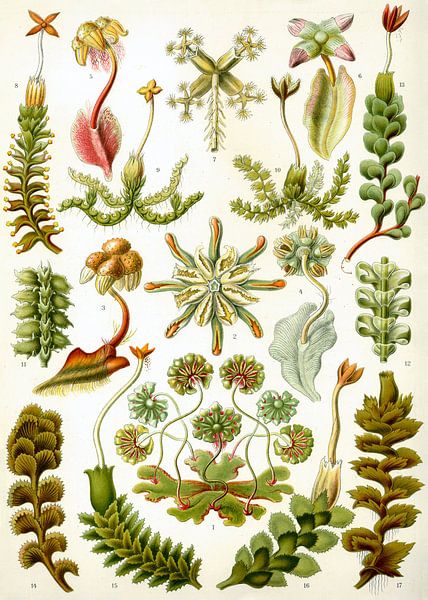 Botanische prent van Ernst Haeckel van Studio POPPY