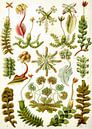 Botanische prent van Ernst Haeckel van Studio POPPY thumbnail