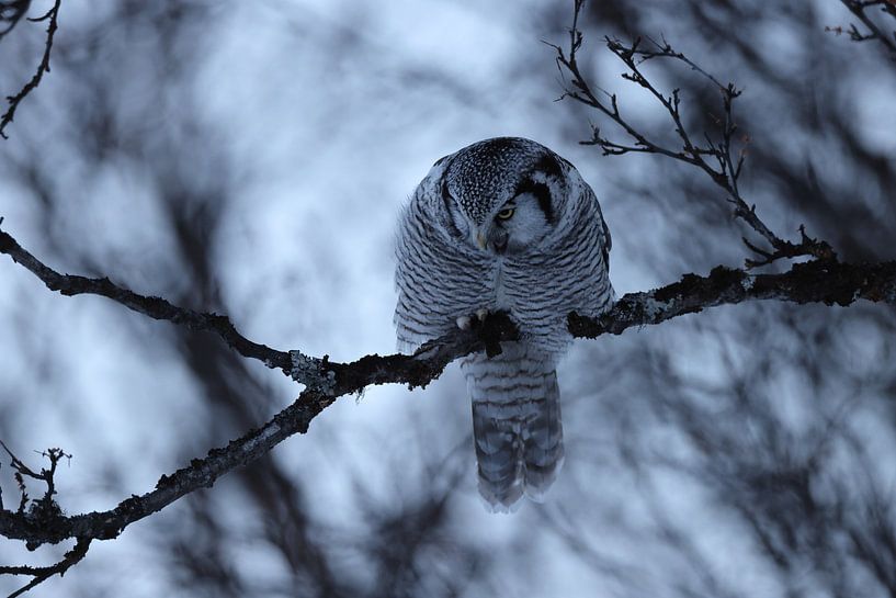 Sperbereule (Surnia ulula) Norwegen von Frank Fichtmüller