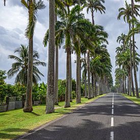 l'Allée Dumanoir, palmenlaan in het Caribisch gebied op Guadeloupe van Fotos by Jan Wehnert