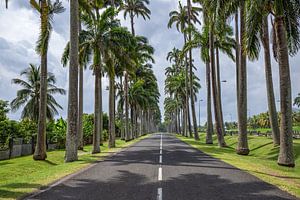 l’Allée Dumanoir, Palmen Allee in der Karibik auf Guadeloupe