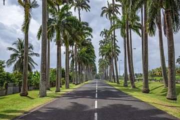 l'Allée Dumanoir, palmenlaan in het Caribisch gebied op Guadeloupe van Fotos by Jan Wehnert