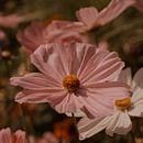 Roze Cosmea van Saskia Schotanus thumbnail