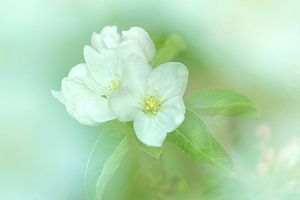 Blüte Makro