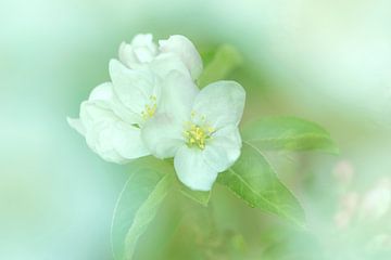 Bloesem macro van Ilya Korzelius