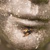 La mouche sur la bouche van Birgitte Bergman