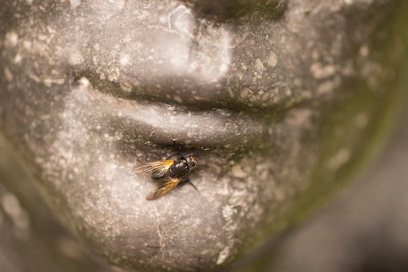 The fly and the girl by Birgitte Bergman