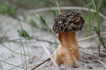 Paddenstoel Morielje in de duinen van Terschelling