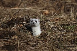 Hermine (Mustela erminea) Allemagne sur Frank Fichtmüller