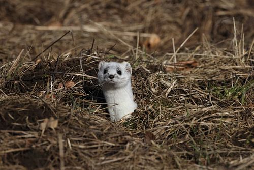 Hermine (Mustela erminea) Allemagne