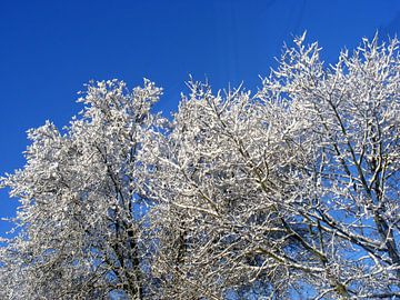 Winter met besneeuwde bomen. Trees with snowy hat. van Joke Schippers