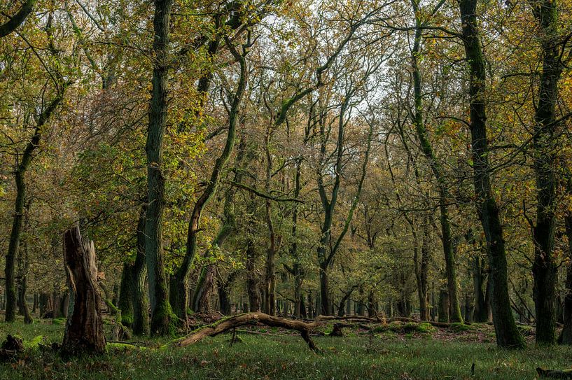 Forêt de conte de fées par Wendy van der Klift-Bartelings