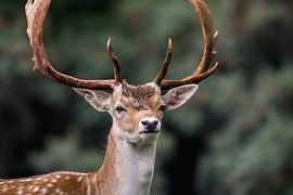 Hert (damhert) met groot gewei in de Duinen van Jolanda Aalbers