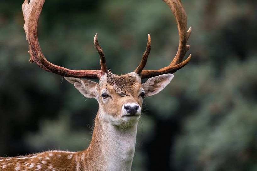 Deer (fallow deer) with large antlers in the Dunes by Jolanda Aalbers