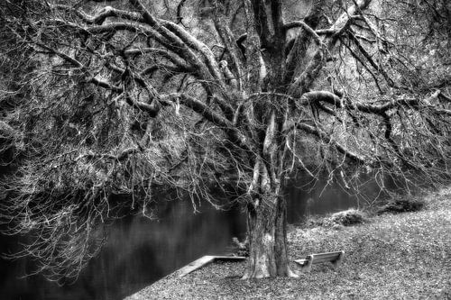Wunderliches Baum monochrome