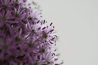 Flowering onion - purple allium