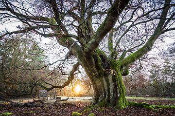 Zonsondergang bij de oude boom van Jürgen Schmittdiel Photography