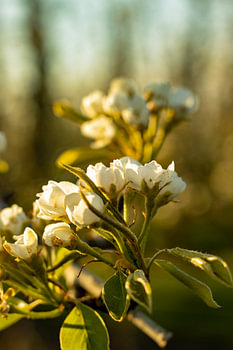Floraison