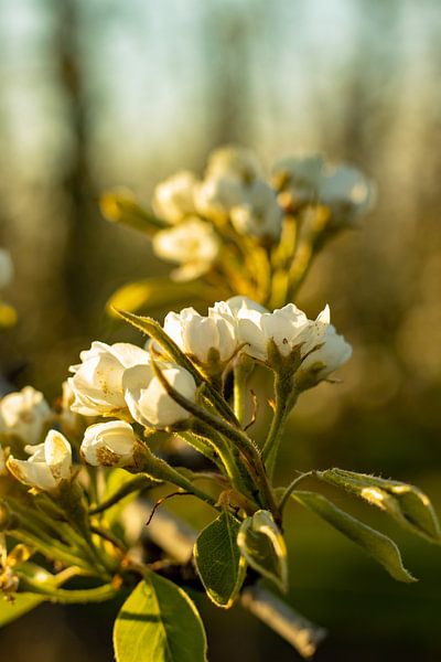 Floraison par Claudia Giacomelli