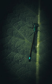 Elegant Precision: Dragonfly on a Green Leaf
